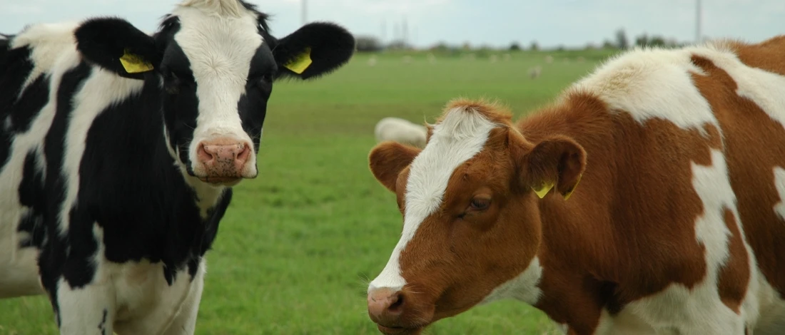 The two cows are in the farm
