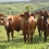 Invasive Tick-Borne Disease Hits Iowa Cattle for the First Time
