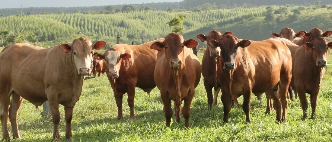 A group of cattle under the sun