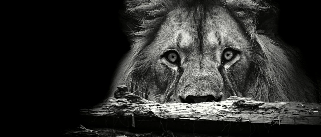 A black and white image of a lion