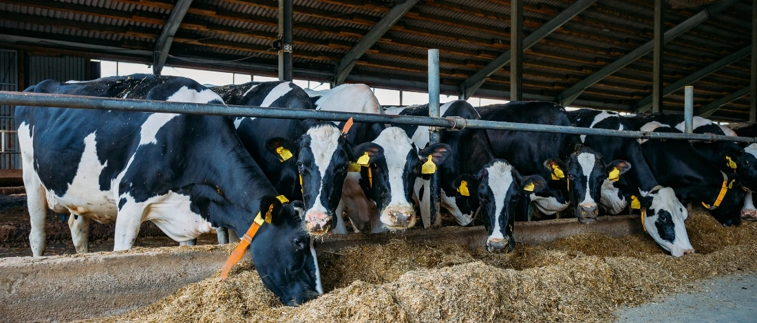 The cows are eating hay