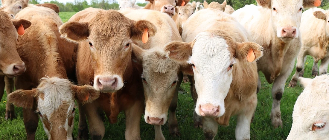 A group of cow in a farm