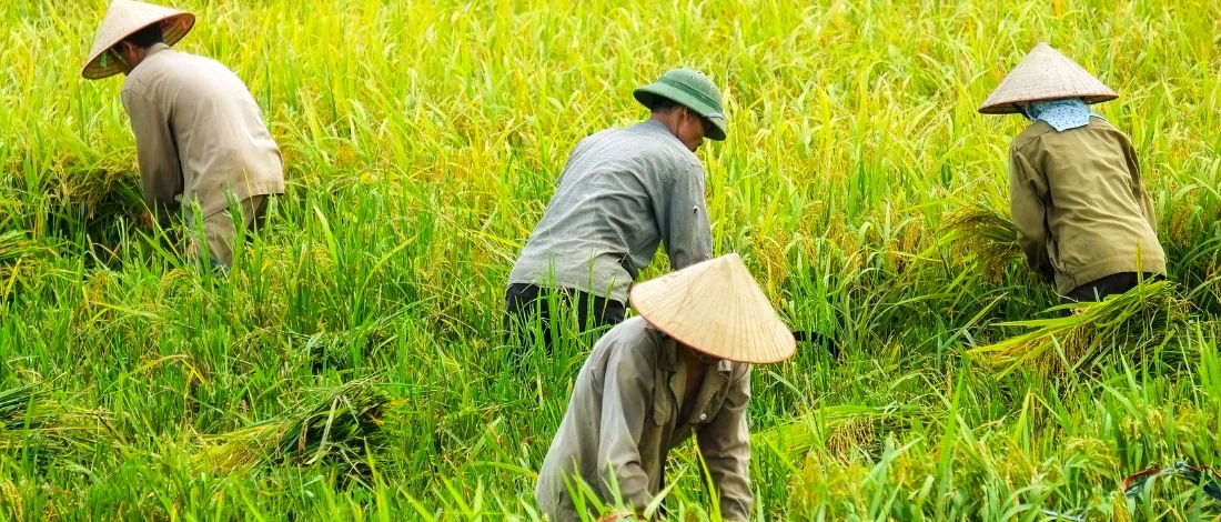 The farmers are busy on the farm