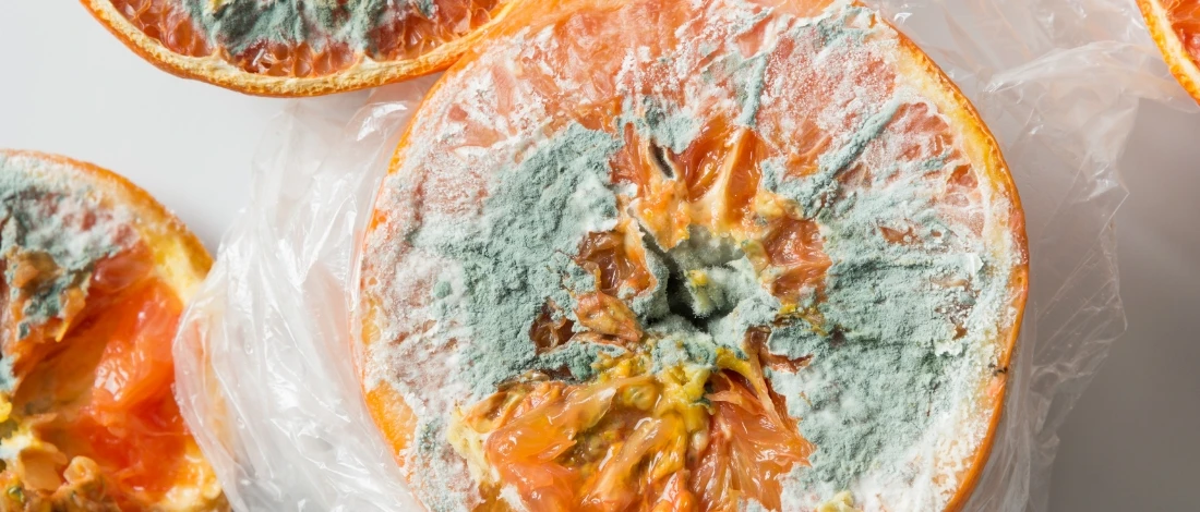 A top view of moldy food
