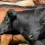 Ozarks Cattle Farmers Face Tough Math as Beef Prices Surge