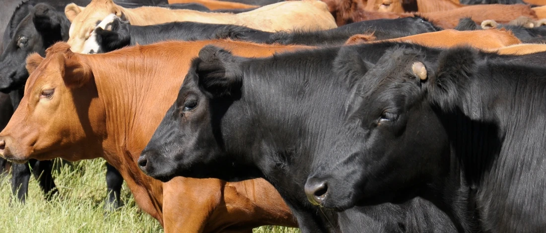 A group of Brangus Cattle under the sun