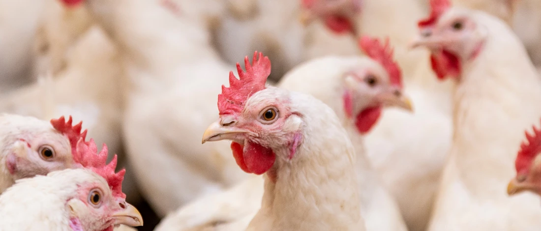 Meat and Chicken Livestock in a farm to practice ethical food system