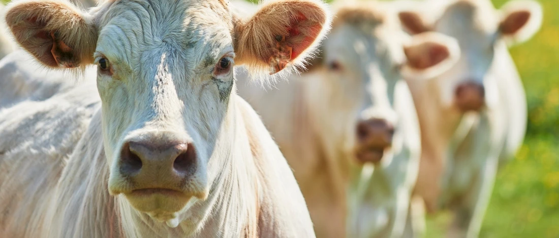 A close up shot of cattles