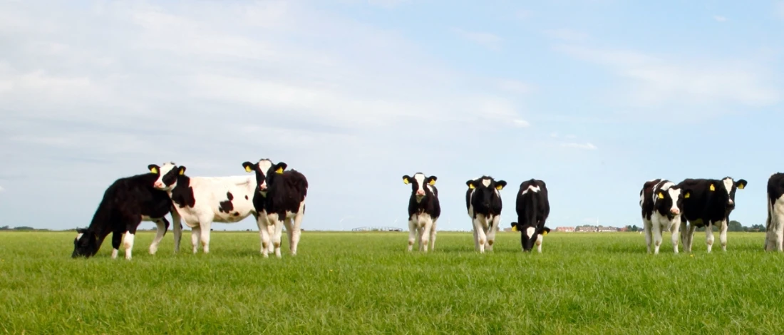 The group of cows outside eating grass