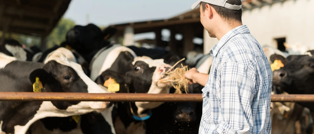 A person feeding the cow