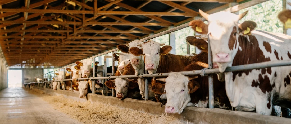 A group of cows inside the barn