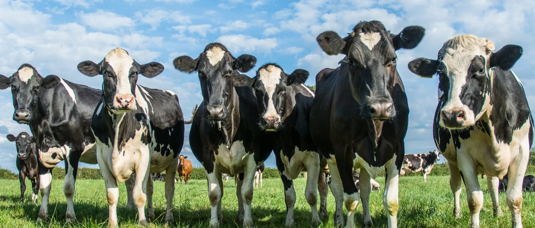 USDA Projects Record Animal Product Growth Through 2033