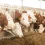 Live Cattle Prices Slip Amid Profit-Taking and Waning Beef Demand