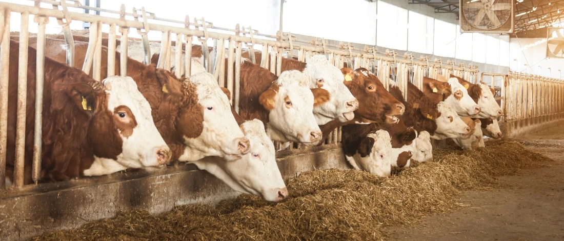A group of cattle in the barn eating hay