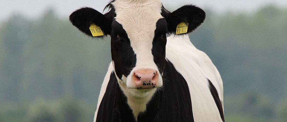 A close up shot of cattle
