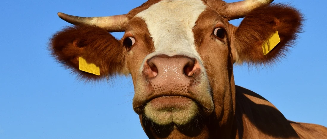 A close up shot of a cow