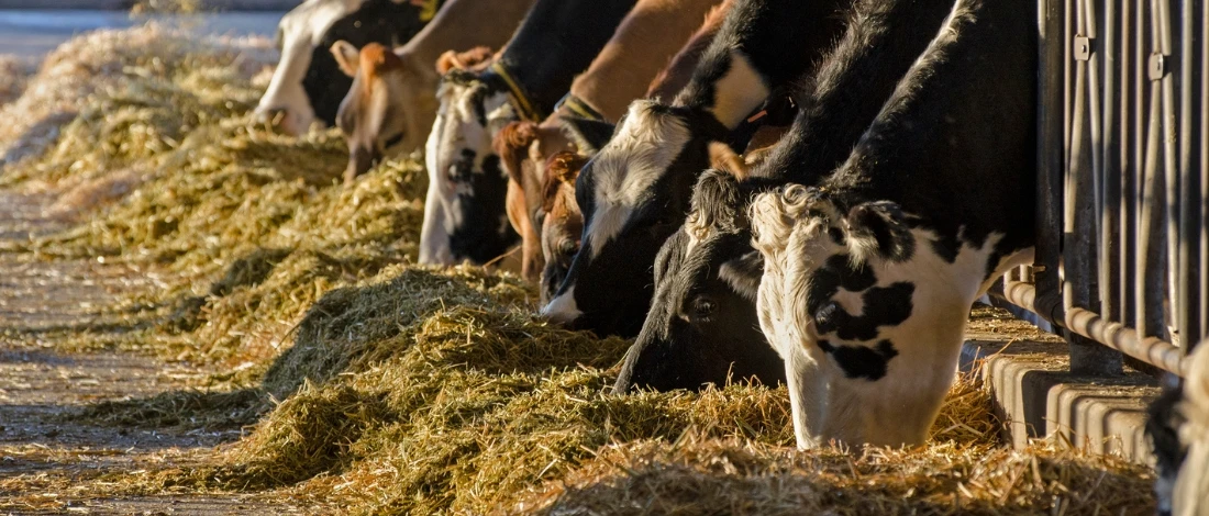 The cows in the cage are eating grass and hay