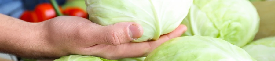 A person choosing fresh cabbage