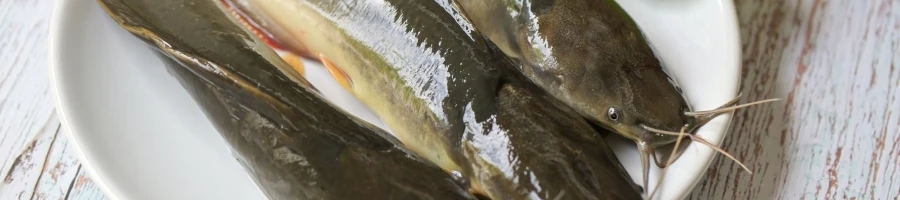 Fresh catfish on a plate