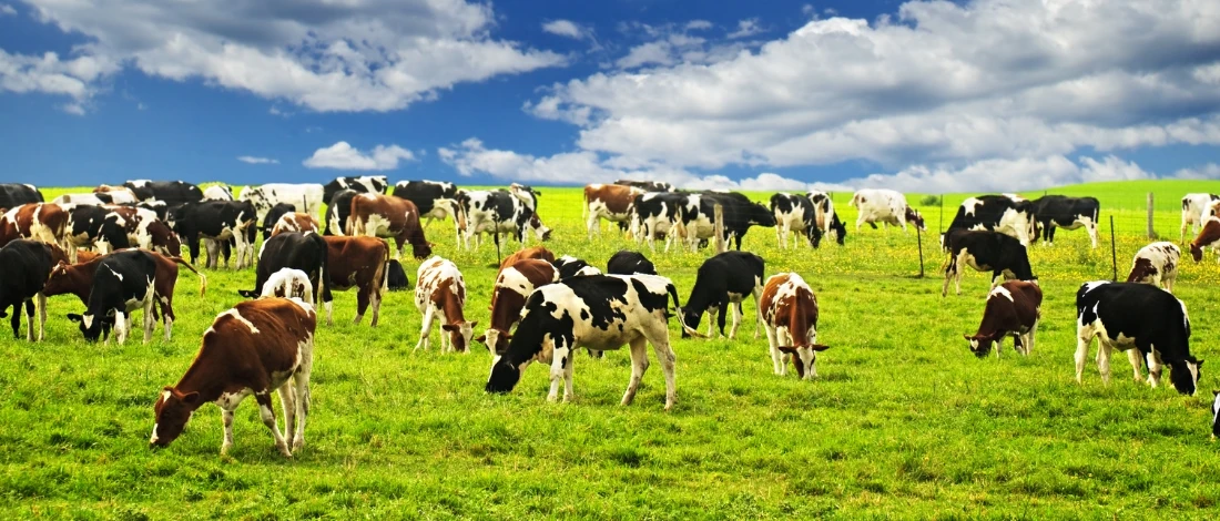 The group of cows under the sun